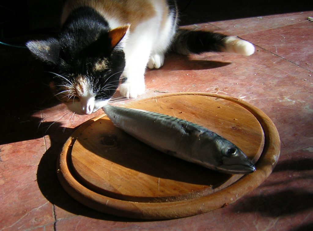 گربه-ماهی خام