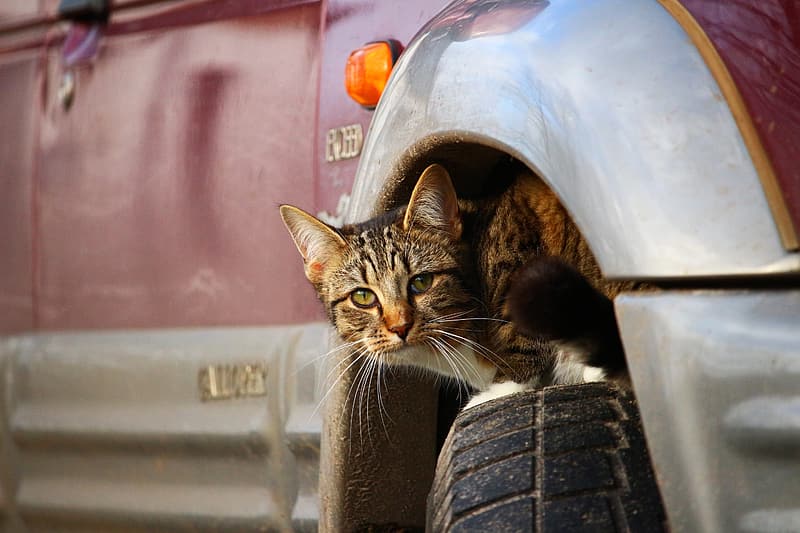 گربه-لاستیک ماشین