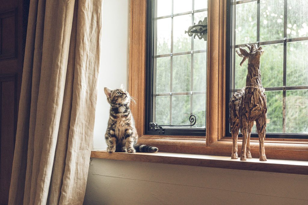 گربه-پنجره