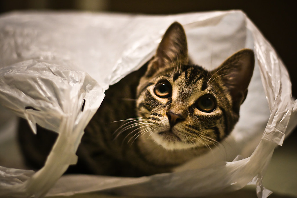 گربه-پلاستیک