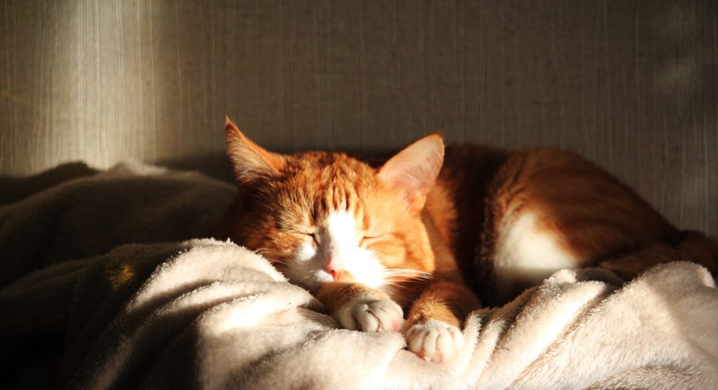 گربه-نور خورشید