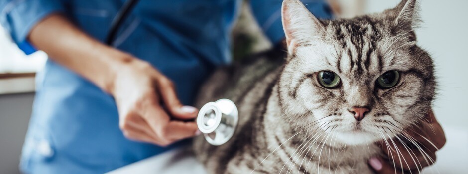 گربه-دامپزشک