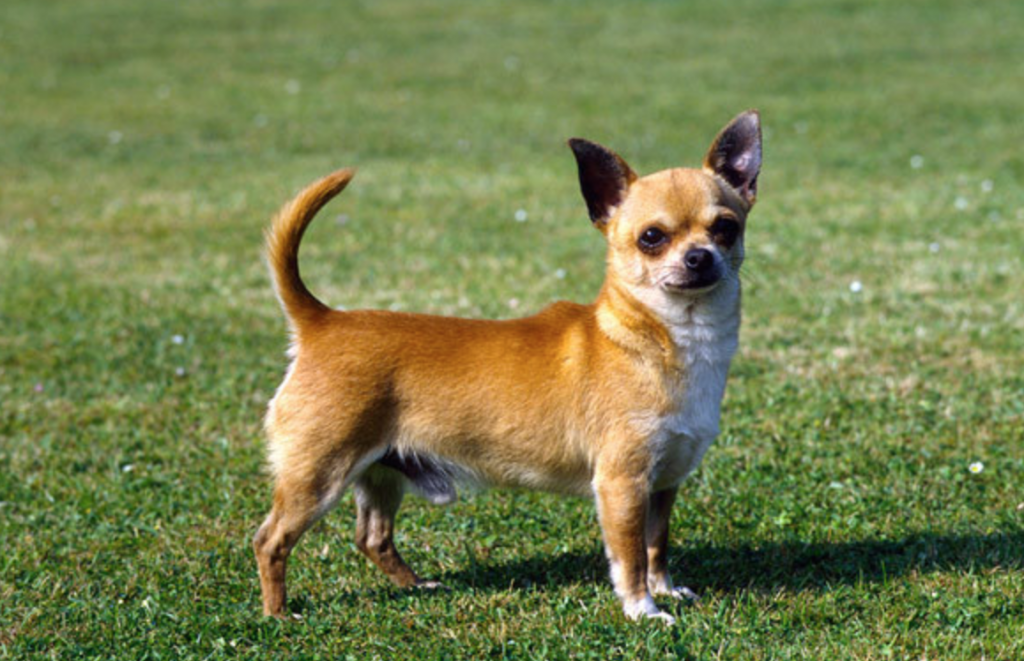 چیواوا-نژاد سگ