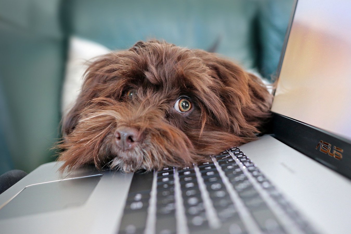 سگ-لپ تاپ