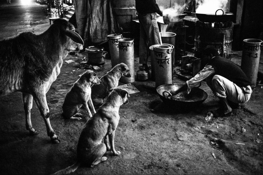 سگ ها-هند