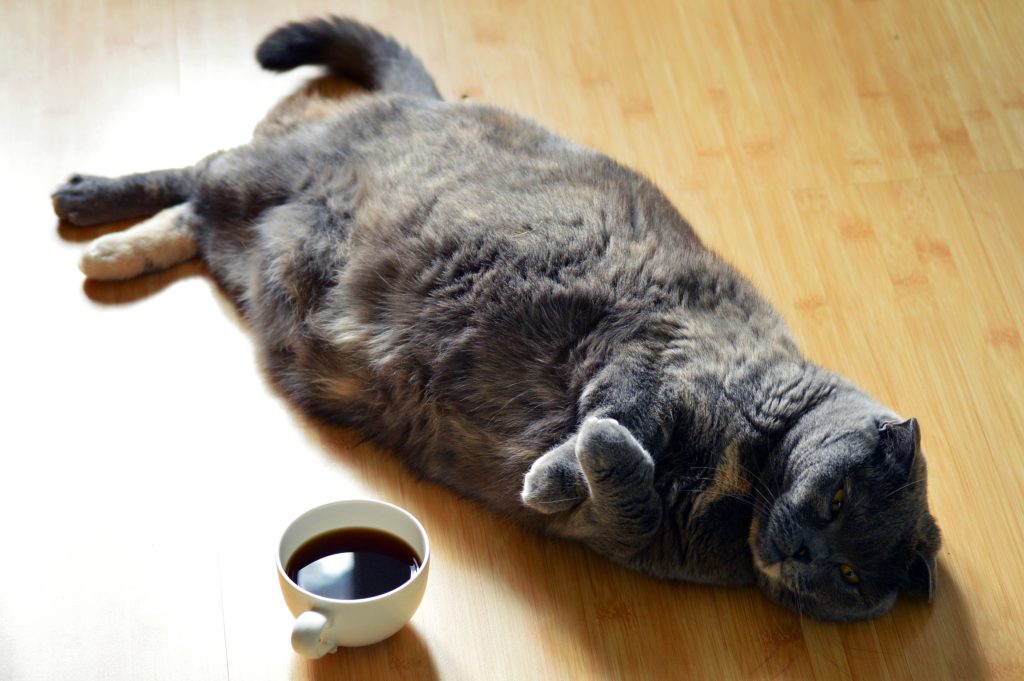 گربه-چاق