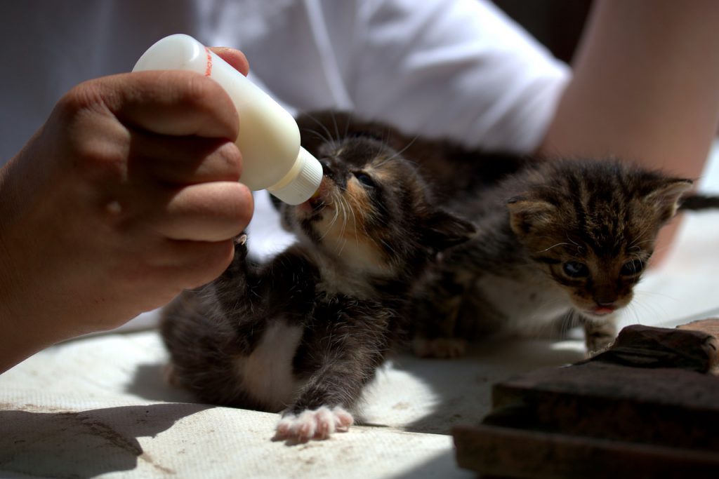 بچه گربه-شیشه شیر