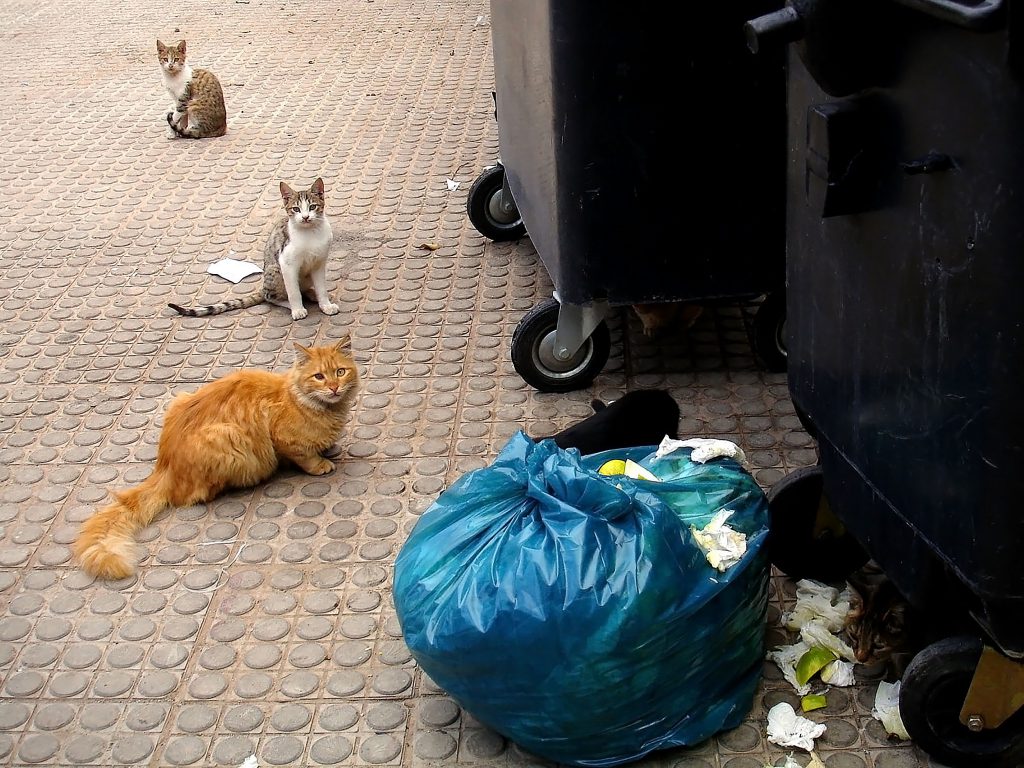 گربه های ایران