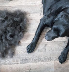 ریختن موی سگ