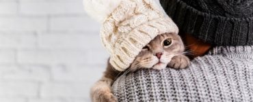 سرماخوردگی گربه